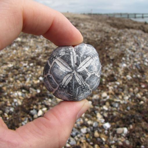 fossil hunting on Littlehampton beach. A hand holds up a fossil with the sea in the background.