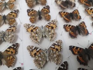 A collection of butterflies arranged on a board