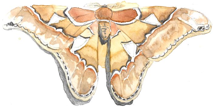 Atlas moth illustration by Richard Kemp
