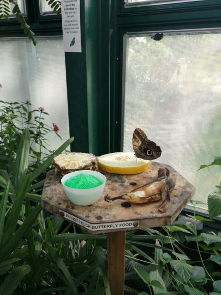 Image of a butterfly feeding