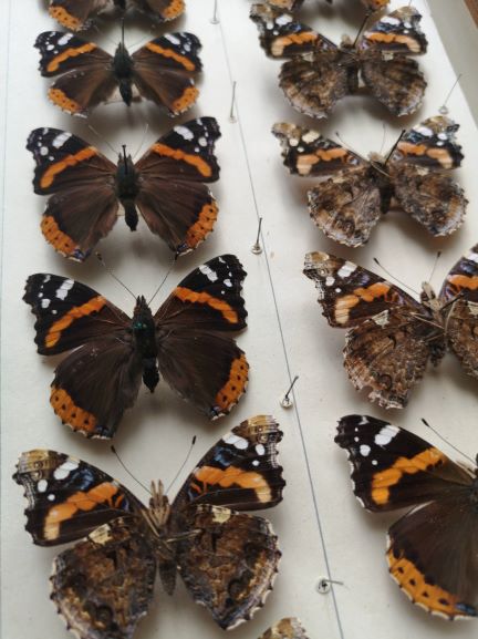 image of butterflies in an entomology drawer