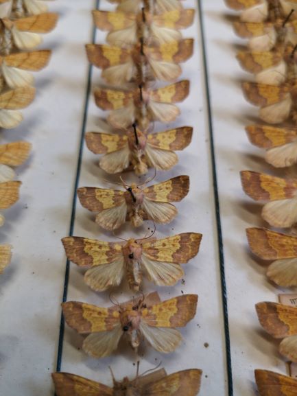 close up of a line of Moth specimens