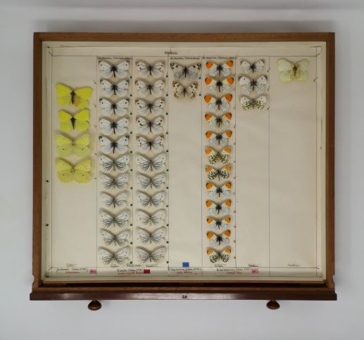 Tray of Butterfly specimens