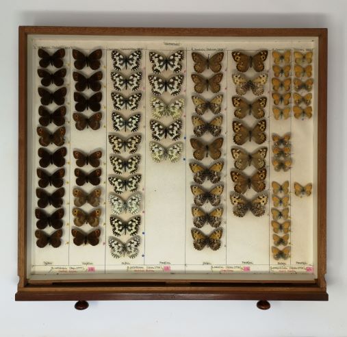 Butterflies in a specimen drawer