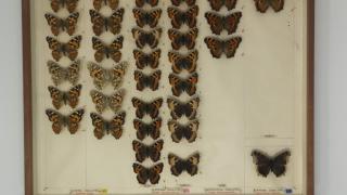 A tray of Butterfly Specimens