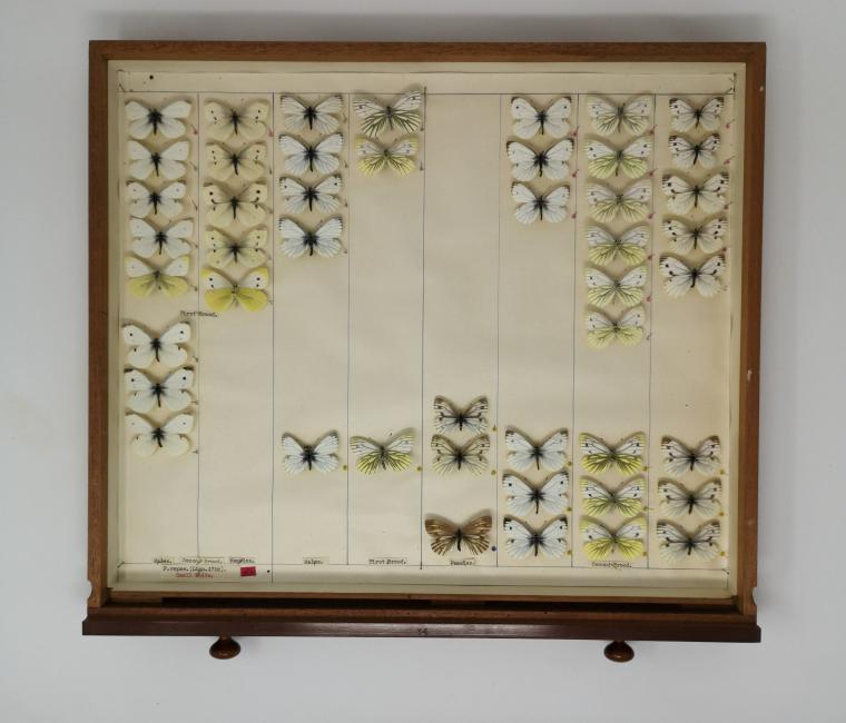 Butterfly specimens in an entomology drawer