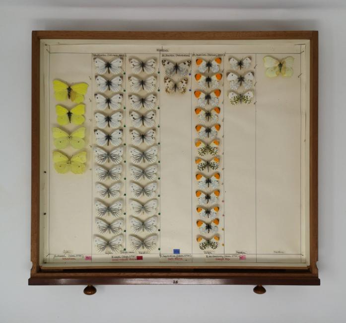 Butterfly specimens in an entomology drawer