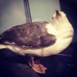 Seagull taxidermy