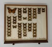 Milkweed butterfly specimens in an entomology drawer