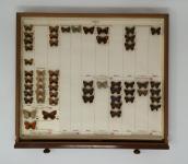 Butterfly specimens in an entomology drawer