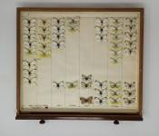 Butterfly specimens in an entomology drawer