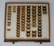 Butterfly specimens in an entomology drawer