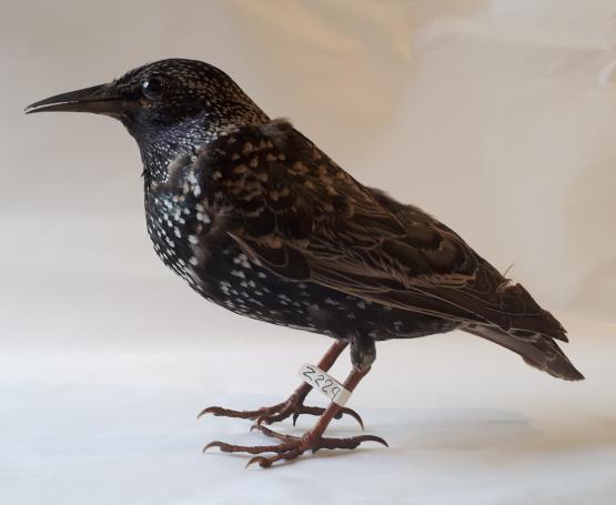 Starling