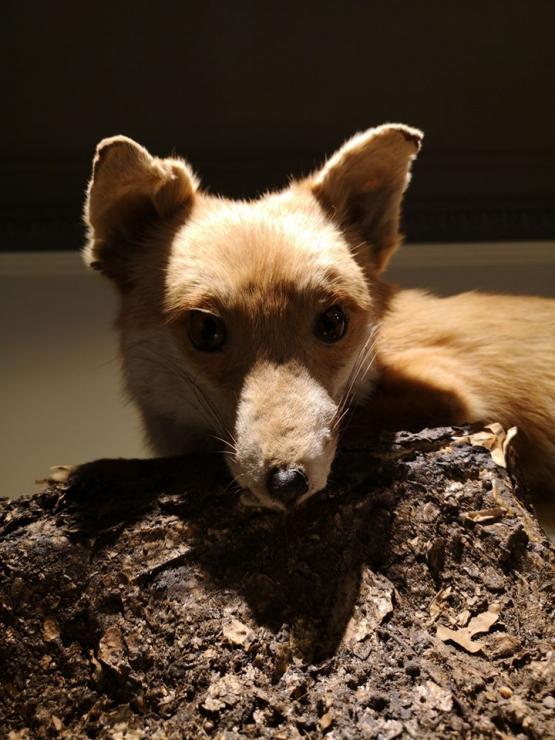 taxidermy fox