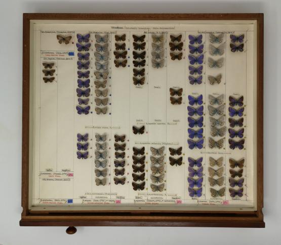 Butterfly specimens in an entomology drawer