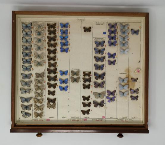 Butterfly specimens in an entomology drawer