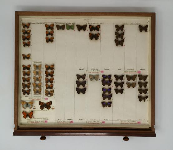 Butterfly specimens in an entomology drawer