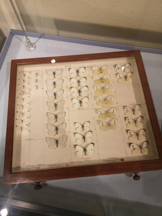 Butterfly specimens in an entomology drawer