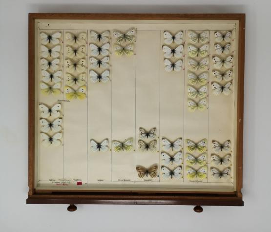 Butterfly specimens in an entomology drawer