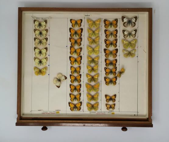 Butterfly specimens in an entomology drawer