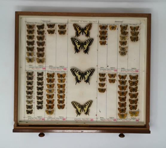 Butterfly specimens in an entomology drawer