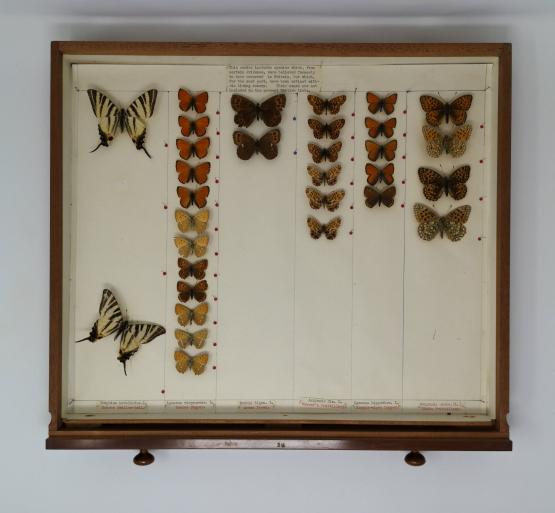 Butterfly specimens in an entomology drawer