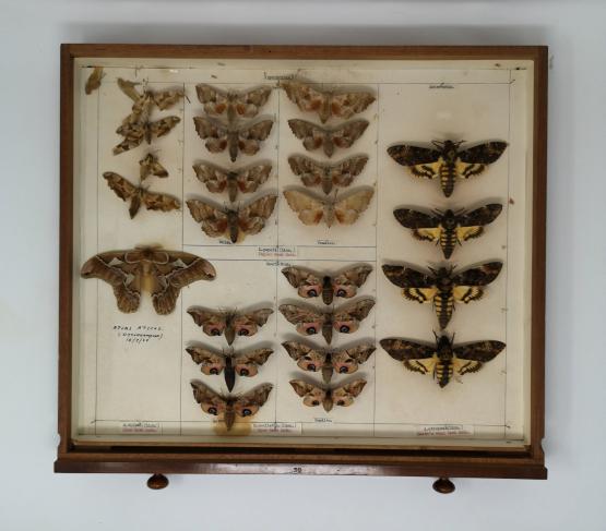 Moth specimens in an entomology drawer