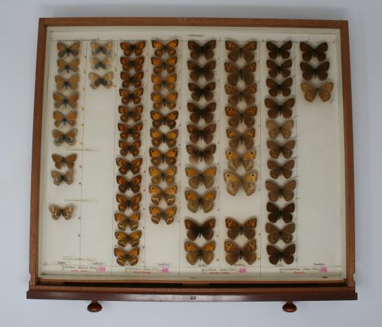 Butterfly specimens in an entomology drawer