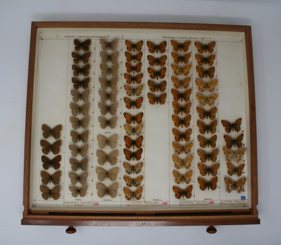 Butterfly specimens in an entomology drawer