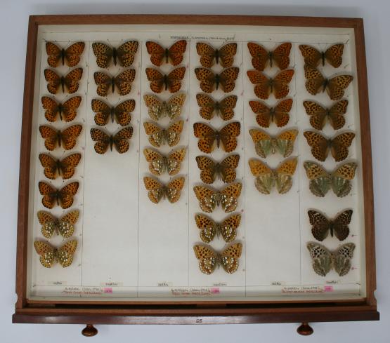 Butterfly specimens in an entomology drawer