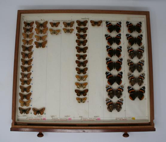 Butterfly specimens in an entomology drawer