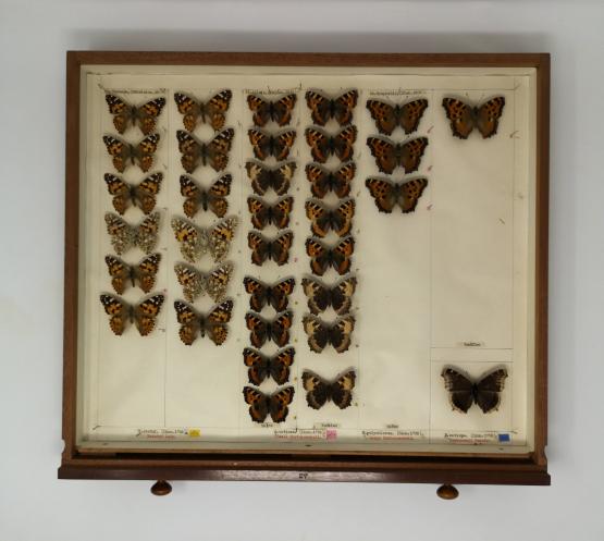 Butterfly specimens in an entomology drawer