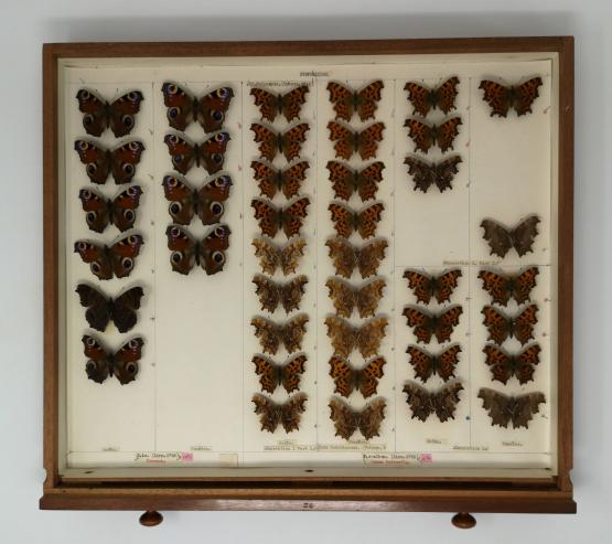 Butterfly specimens in an entomology drawer