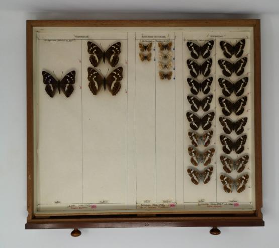 Butterfly specimens in an entomology drawer