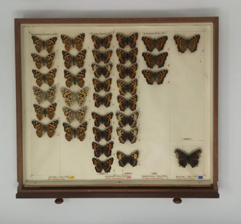 A tray of Butterfly Specimens