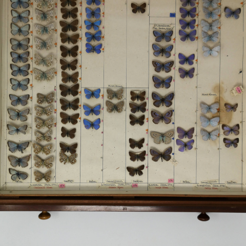 Picture of a tray of insects